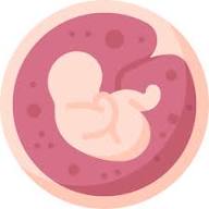 what is placenta what is placenta